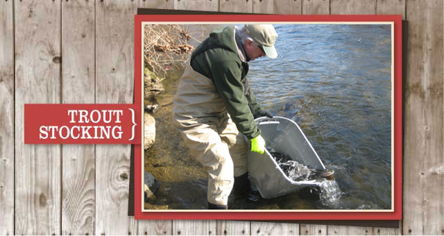 Musky Trout Hatchery Trout Stocking